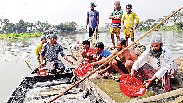 নিজের মাছের খামারে কাজ করছেন আলী আহমেদ মিয়াজী (ডানে)। সম্প্রতি কুমিল্লার দাউদকান্দিতে। ছবি: প্রথম আলো