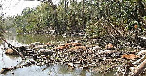 সিডর, ২০০৭