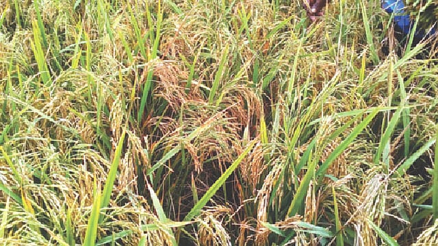 শ্রীপুর উপজেলার রাজাবাড়ি ইউনিয়নে খেতে ব্রি ৮১ ধান। ছবি: প্রথম আলো