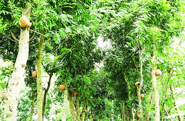 বেলগাছির গাছে গাছে ঝুলছে পাখিদের বসবাসের জন্য এমন হাঁড়ির বাসা