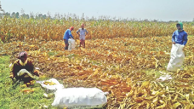 ভুট্টার খেতের কাজে ব্যস্ত সময় পার করছেন কয়েকজন কৃষক। সম্প্রতি ঝিনাইদহের মহেশপুর উপজেলার বিদ্যাধরপুর গ্রামের মাঠে। ছবি: প্রথম আলো