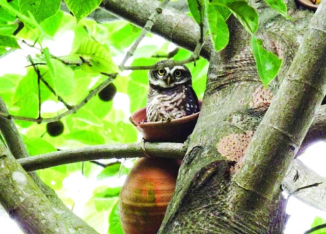 দেখো, ছবি তোলার জন্য কী সুন্দর বাসা থেকে বেরিয়ে এসে ক্যামেরার সামনে পোজ দিচ্ছে প্যাঁচাটি
