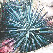 ভয়ে ভয়ে বঙ্গোপসাগরে সি আর্চিন মাছের ছবিও তুলেছেন শরীফ