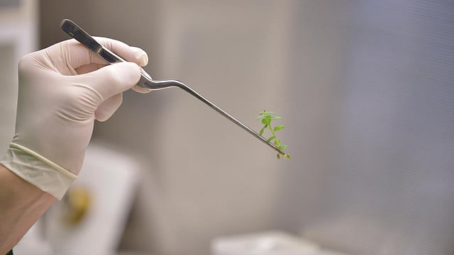 এখন নতুন জিন লিখে নেওয়া সম্ভব। অনেকটা লেখার মতো করেই ইচ্ছেমতো জিন-নকশা করা সম্ভব। আর এটিই এই পৃথিবীর প্রাণের ক্ষেত্রে এক বিরাট পরিবর্তনের সূচনা করেছে। ছবি: রয়টার্স