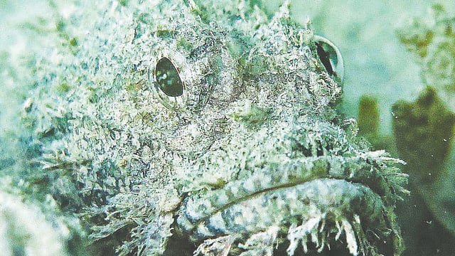 বঙ্গোপসাগরের স্করপিয়ন ফিশ