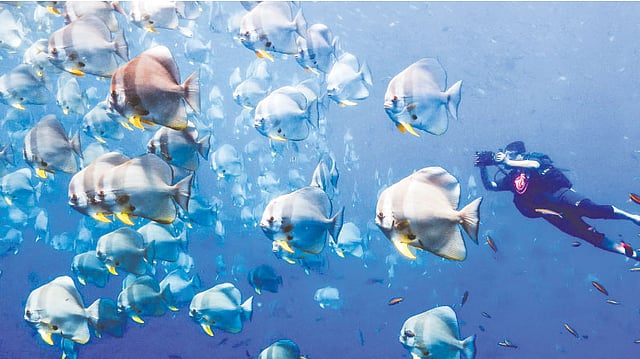 থাইল্যান্ড উপসাগরে এই মৎস্য দলের সাক্ষাৎ পেয়েছিলেন শরীফ সারওয়ার