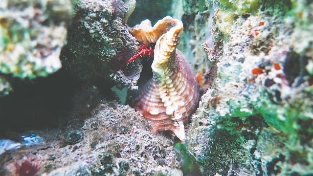 বঙ্গোপসাগরে ঝিনুকের আস্তানায়