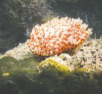 একটু অবসর!