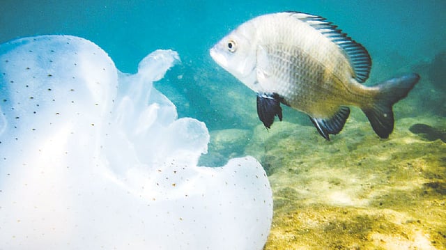 ভাবখানা এমন যেন, কে এল তার আস্তানায়