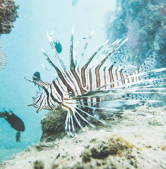 বঙ্গোপসাগরের লায়ন ফিশ