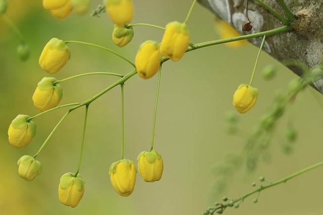 ডালে ঝুলে আছে সোনালু ফুল। এই ফুলের বৈজ্ঞানিক নাম (Cassia fistula)। রাজমণিপাড়া, খাগড়াছড়ি।