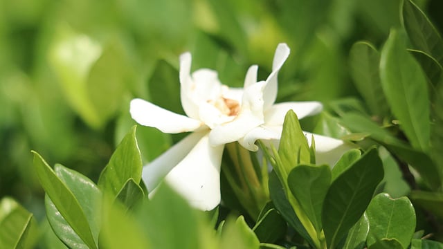 গন্ধরাজ ফুল। বৈজ্ঞানিক নাম (Gardenia jasminoides)। এটি রুবিয়েসি পরিবারের অন্তর্ভুক্ত। রাজ্যমনিপাড়া, খাগড়াছড়ি।