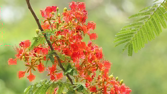 ডালে ফুটে আছে কৃষ্ণচূড়া ফুল। এই ফুলের বৈজ্ঞানিক নাম (Delonix regia)। রাজমণিপাড়া, খাগড়াছড়ি।