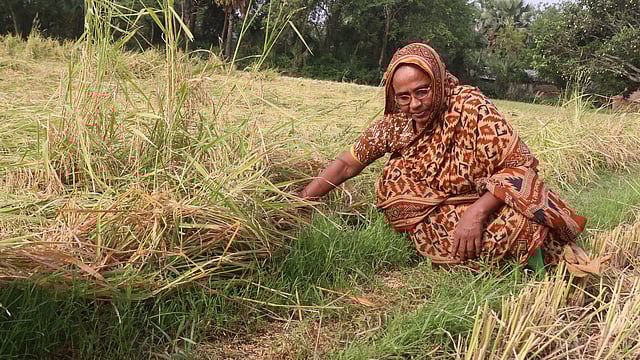 মাঠের ফলন তদারকিও করেন মেহেরুন্নেসা। ছবি: শহীদুল ইসলাম
