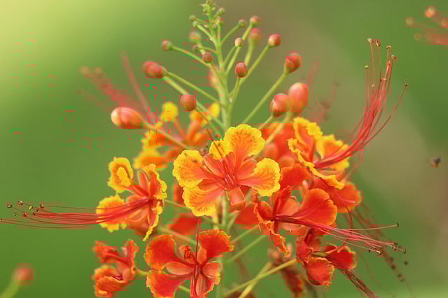 রাধাচুড়া ফুলের বৈজ্ঞানিক নাম (Caesalpinia pulcherrime)। এটি মাইমোসেসি পরিবারের অন্তর্ভুক্ত। আড়াইমাইল, খাগড়াছড়ি।