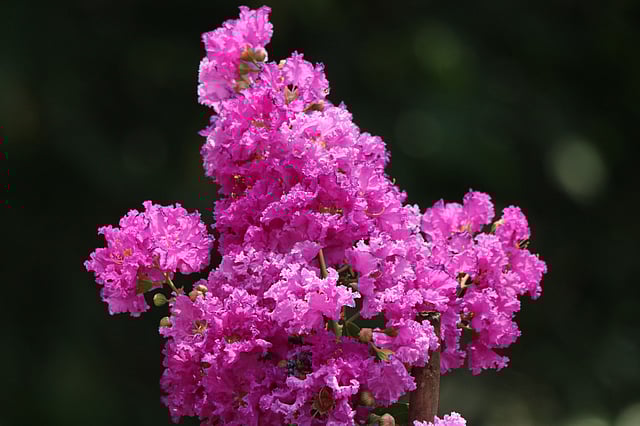 সাদা ফুরুস ফুল। বৈজ্ঞানিক নাম (Lagerstroemia indica)। মিলনপুর মাভিলা, খাগড়াছড়ি।