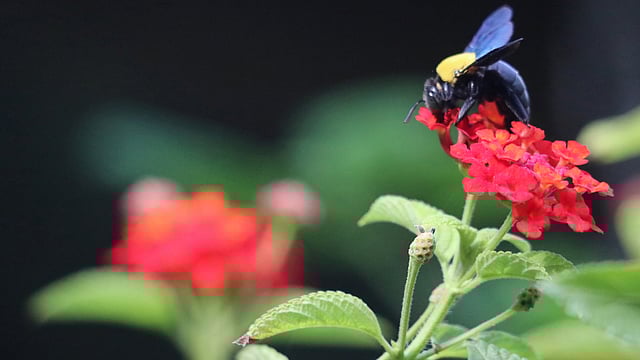 গুয়েগ্যান্দা নামে এই ফুলের বৈজ্ঞানিক নাম (Lantana camara)। রাজ্যমনিপাড়া, খাগড়াছড়ি।