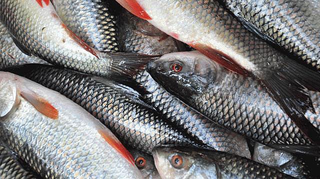 ফাইল ছবি