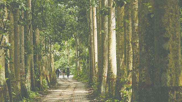 নিরিবিলি লাউয়াছড়া জাতীয় উদ্যান। ছবি: পল্লব মোহাইমেন