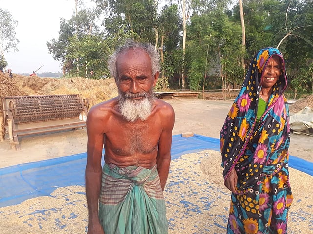 জমির ধান মাড়াইয়ের পর রোদে শুকানো হচ্ছে। বাদশা মিয়ার সঙ্গে কাজ করছেন স্ত্রী সালেহা। ছবি: আসাদুজ্জামান