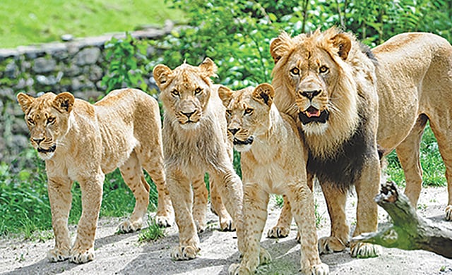 ব্রঙ্কস চিড়িয়াখানা