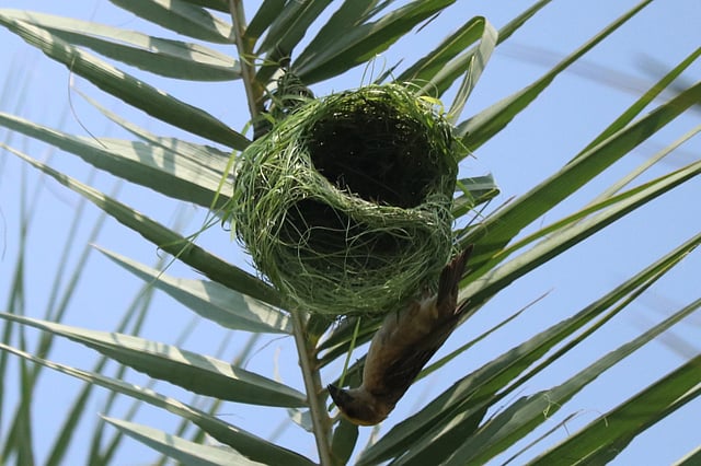 বাসা বোনা শেষের পথে।