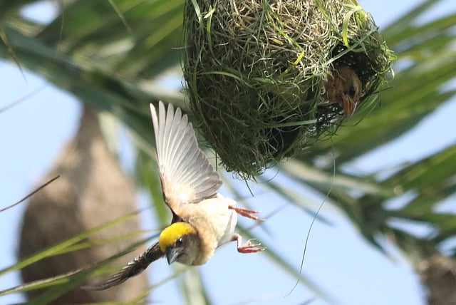 বাসা থেকে বেরিয়ে পড়েছে একটি বাবুই।