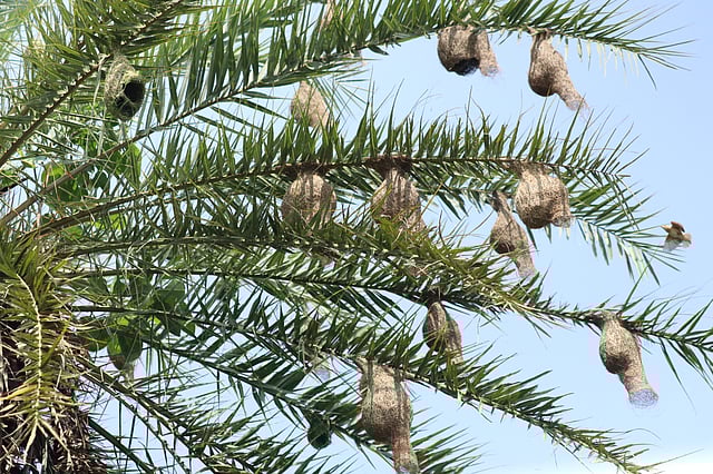 খেজুরগাছের ডালে ডালে বাবুই পাখির বাসা।