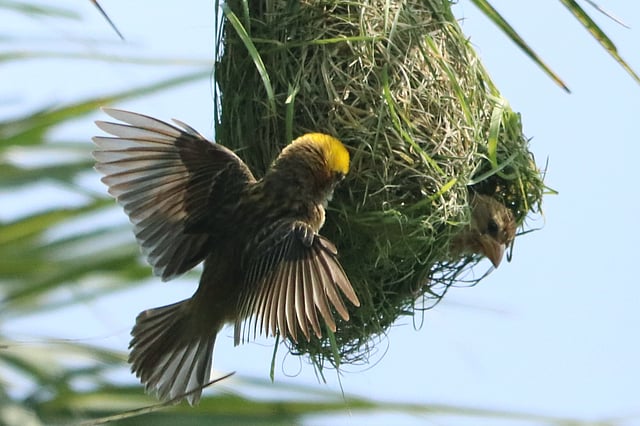 বাসার ভেতরে বসে আছে একটি পাখি, অন্যটি বাইরে।