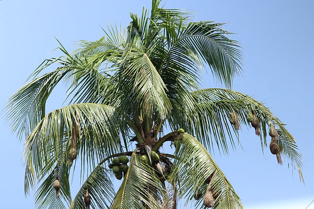 নারকেলগাছেও আছে বাবুই পাখির বাসা।
