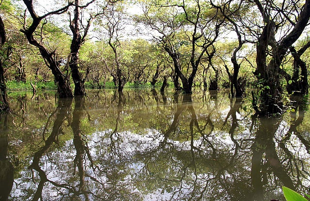 জলারবন রাতারগুল ডাকে হাতছানি দিয়ে। ছবি: আনিস মাহমুদ