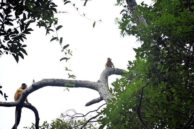 লাউয়াছড়া জাতীয় উদ্যানের গাছে দেখা যাবে বানরের লাফালাফি। ছবি: শিমুল তরফদার