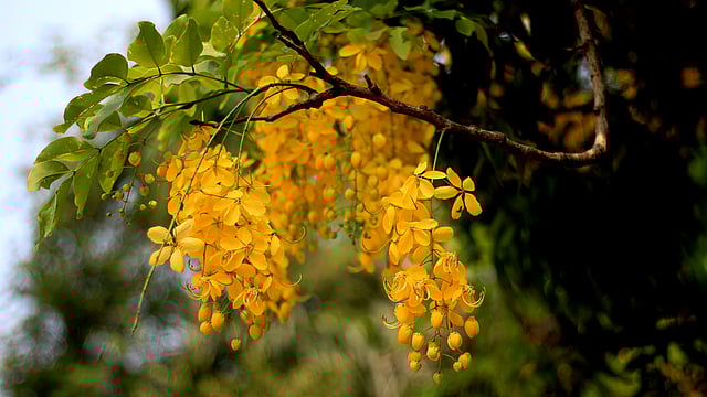 সোনালু ফুলের বাহার। পল্লী উন্নয়ন একাডেমি, বগুড়া। ছবি: মোছাব্বের হোসেন