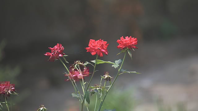 ছোট লাল গোলাপ ফুল। হাতীবান্ধা, লালমনিরহাট। ছবি: মোছাব্বের হোসেন