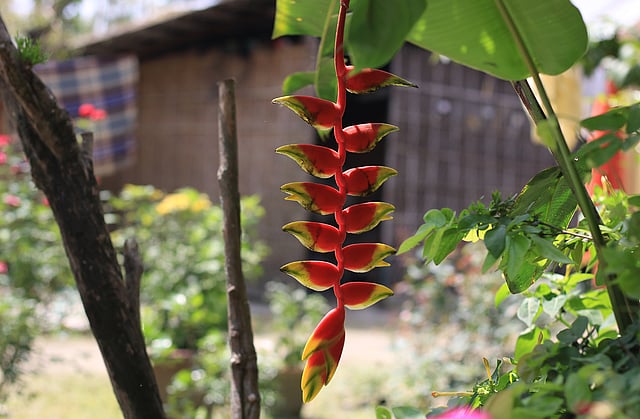হেলিকোনিয়া প্রজাতির হ্যাংগিং লবস্টারস ক্লো ফুল। হাতীবান্ধা, লালমনিরহাট। ছবি: মোছাব্বের হোসেন