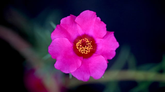 ঘাস ফুল। হাতীবান্ধা, লালমনিরহাট। ছবি: মোছাব্বের হোসেন