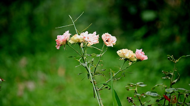 বাহারি গোলাপ। পল্লী উন্নয়ন একাডেমি, বগুড়া। ছবি: মোছাব্বের হোসেন