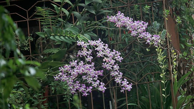 বেগুনি অর্কিড। পল্লী উন্নয়ন একাডেমি, বগুড়া। ছবি: মোছাব্বের হোসেন