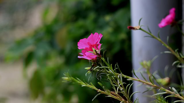 নাইন ওক্লক ফুল। হাতীবান্ধা, লালমনিরহাট। ছবি: মোছাব্বের হোসেন