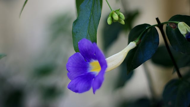 একসময় অনেক দেখা গেলেও এখন নীলকণ্ঠ ফুল তেমন দেখা যায় না। হাতীবান্ধা, লালমনিরহাট। ছবি: মোছাব্বের হোসেন