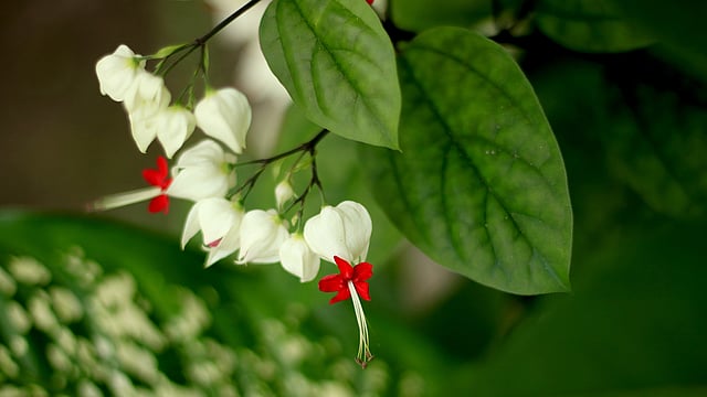 ব্লিডিং হার্ট ফুল। এর আদি নিবাস পশ্চিম আফ্রিকা। হাতীবান্ধা, লালমনিরহাট। ছবি: মোছাব্বের হোসেন
