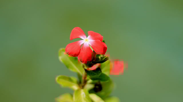 কৃত্রিম জলাশয়ের পাশে ফুটেছে গোলাপি নয়নতারা ফুল। পল্লী উন্নয়ন একাডেমি, বগুড়া। ছবি: মোছাব্বের হোসেন