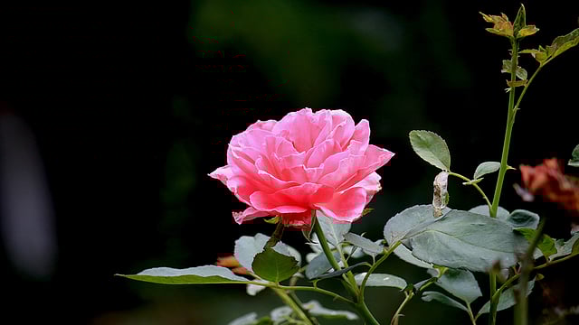 বড় গোলাপি গোলাপ। পল্লী উন্নয়ন একাডেমি, বগুড়া। ছবি: মোছাব্বের হোসেন