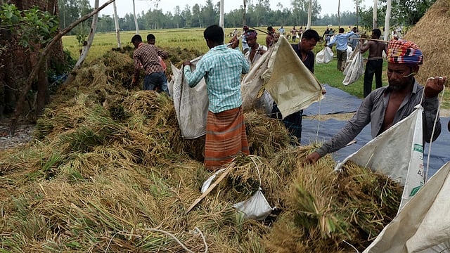 মাঠের পাশেই ধান জড়ো করছেন কৃষকেরা