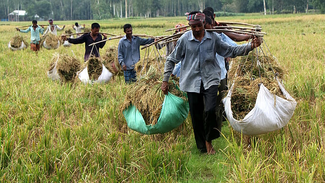 দল বেঁধে মাঠ থেকে ধান নিয়ে ফেরা