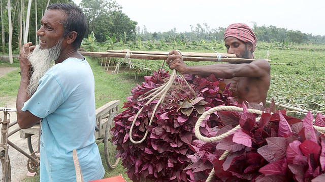 ভ্যানে ভরে দূর নেওয়ার প্রস্তুতি চলছে