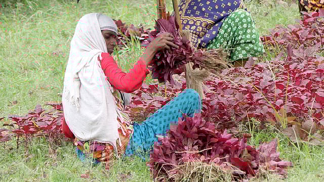 মাঠে শাক তুলছেন কিষানিরা