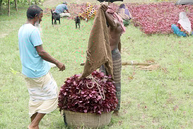 শাক যাতে রোদে নষ্ট না হয়, এ জন্য চটের বস্তায় ঢেকে রাখা