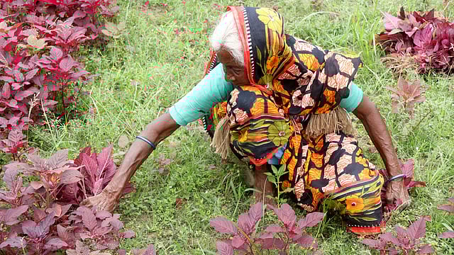 শাক তোলায় যোগ দিয়েছেন এক বৃদ্ধ নারীও