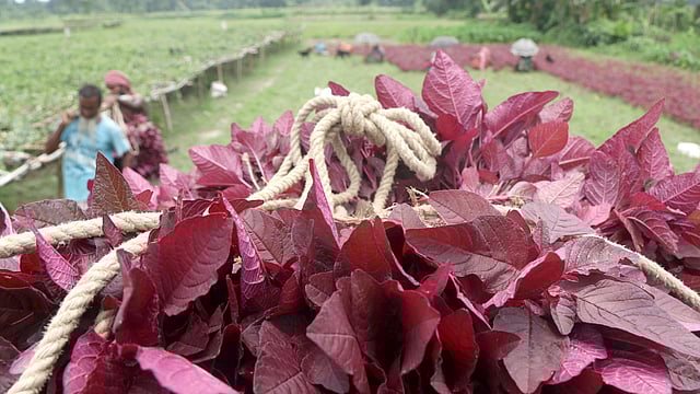 শাক তুলে ডালায় ভরা হয়েছে। সেগুলো ঢাকার বাজারে নেওয়ার প্রস্তুতি নিচ্ছেন কৃষকেরা